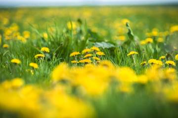 Field with yellow dandelions Summer natural background panorama.