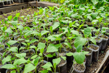 Seedlings eggplant in the greenhouse. Growing eggplant of vegetables in greenhouse.