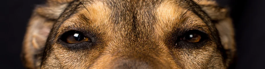 Gordijnen Mixed breed dog looking suspiciously © Ulrich Willmünder