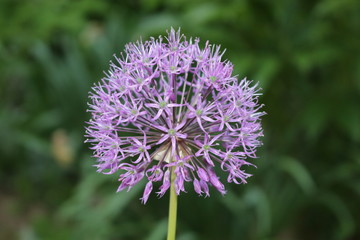 A lilac flower blossomed on the flowerbed