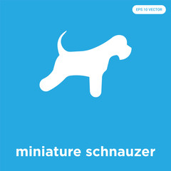 miniature schnauzer icon isolated on blue background