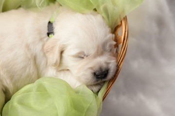 a small puppy of a golden retriever sleeps in a basket on a windowsill