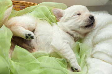 a small puppy of a golden retriever sleeps in a basket on a windowsill