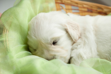 a small puppy of a golden retriever sleeps in a basket on a windowsill
