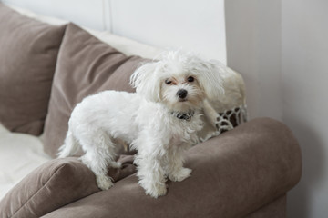 Maltese in the apartment