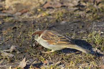 An ordinary sparrow is looking for food in the grass.