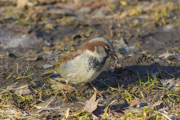 An ordinary sparrow is looking for food in the grass.