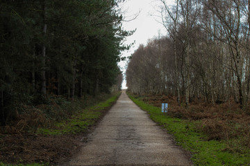Long concrete road surrounded by tall green and white trees in Rendlesham Forest, UK