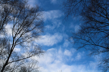 Blue cloudy sky seen through trees on either side