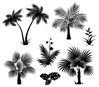 Palm trees, flowers and leaves, black silhouettes