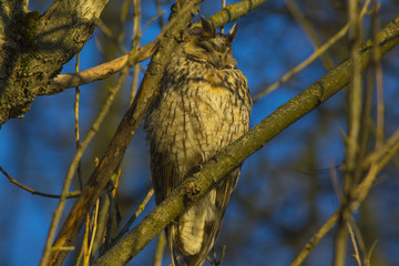 The owl sleeps in the rays of the setting sun.