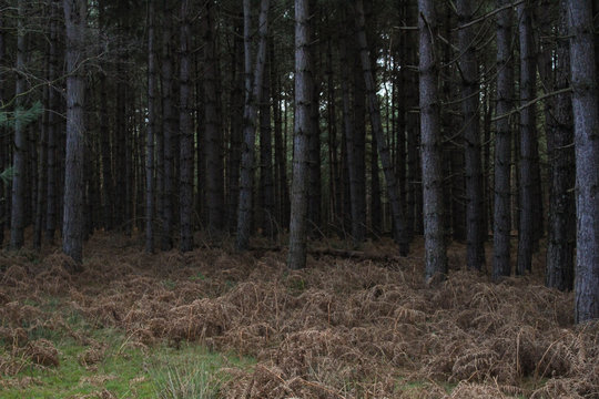 Multiple trees inside a woodland, Rendlesham Forest UK