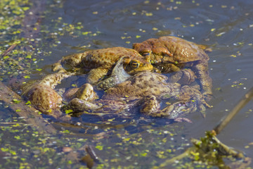 Ordinary toads are engaged in obtaining offspring.