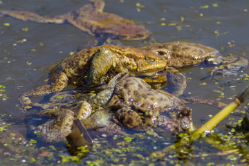 Naklejka na ściany i meble Ordinary toads are engaged in obtaining offspring.