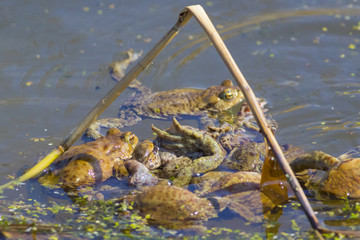 Ordinary toads are engaged in obtaining offspring.