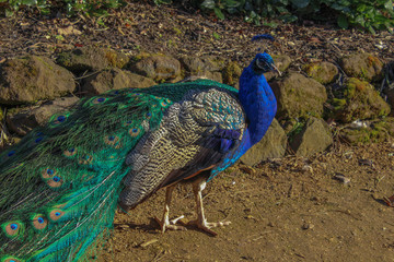 Fototapeta premium Colorful Peafowl bird on a dirt path