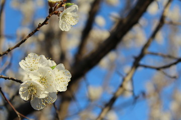 spring