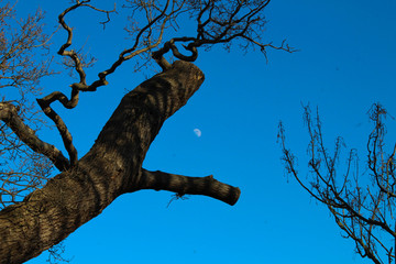 Fototapeta na wymiar View of the moon between some tree branches