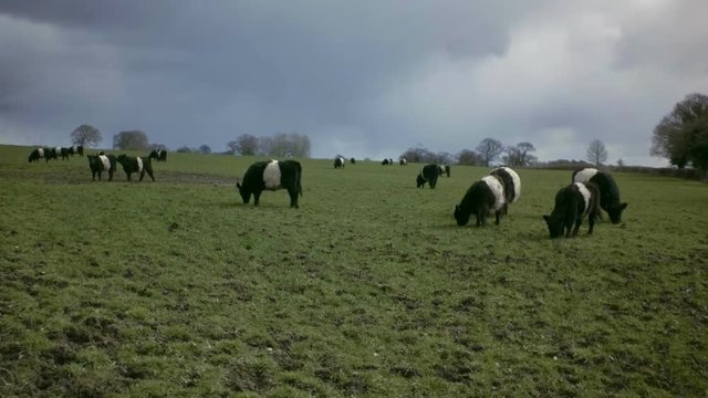 Belted Galloway (Bos taurus) cows feeding on grass. It is black or brown furred species with white stripe on belly. Overcast sky with trees in background.