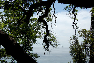  leaves, branches and flowers