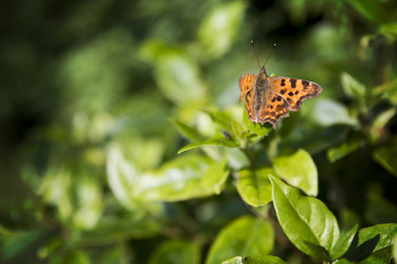 Polygonia British Butterfly