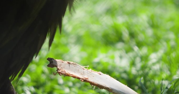 vulture eating his lunch