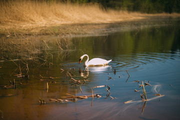 alone white swan in the dirty lake