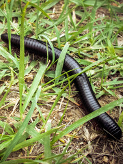 Giant African Millipede - Chongololo - Crawling in the Grass in Southern Africa