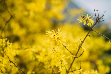 beautiful yellow tree blooming in the park