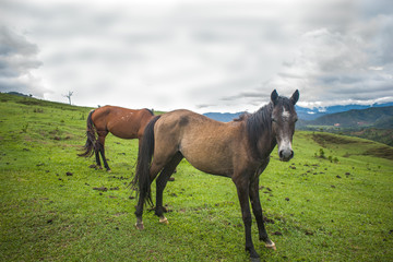 HORSE IN GREEN MOUNTAIN