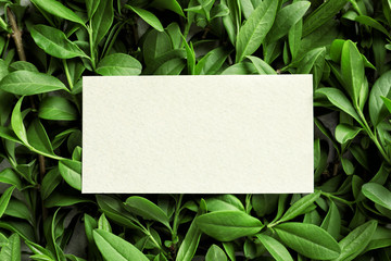 Blank card with space for text on green leaves