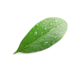 Naklejka na ściany i meble Green leaf with dew on white background
