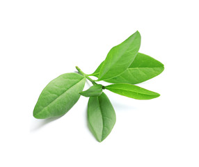 Beautiful spring green leaves on white background