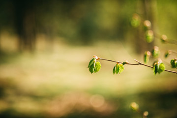 spring is coming with green leaves sunny day