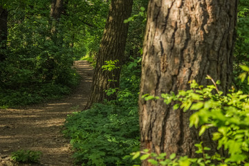 Soft focus deep forest nature landscape with lonely trail