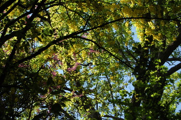 Fototapeta premium leaves, branches and flowers