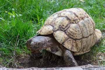 Tortoise stroll