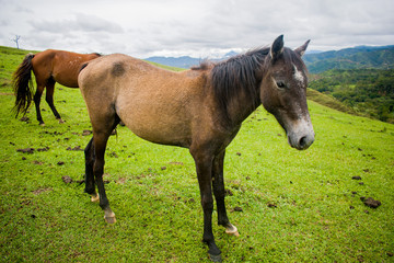 HORSE IN GREEN MOUNTAIN