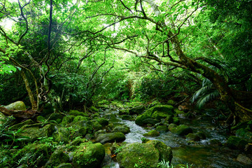 Fototapeta na wymiar 西表島のジャングル