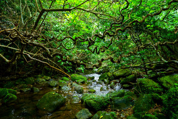 西表島のジャングル