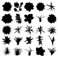Set of black silhouettes cactuses, hand drawn Cacti and Succulents. Terrarium cactus collection shapes. Wild floral exotic tropical forest. Vector.