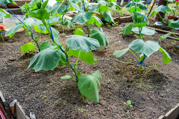Seedlings cucumbers. The cultivation of cucumbers in greenhouses. Seedlings in the greenhouse. Growing of vegetables in greenhouses