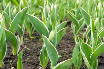 growing green tulips in the open field, nature abstract background