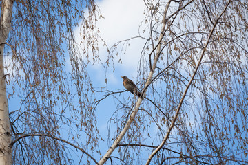 Fieldfare bird on birch branch at spring day