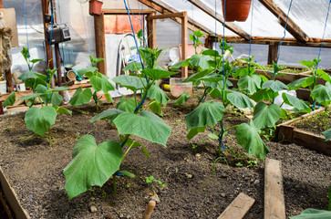 Seedlings cucumbers. The cultivation of cucumbers in greenhouses. Seedlings in the greenhouse. Growing of vegetables in greenhouses