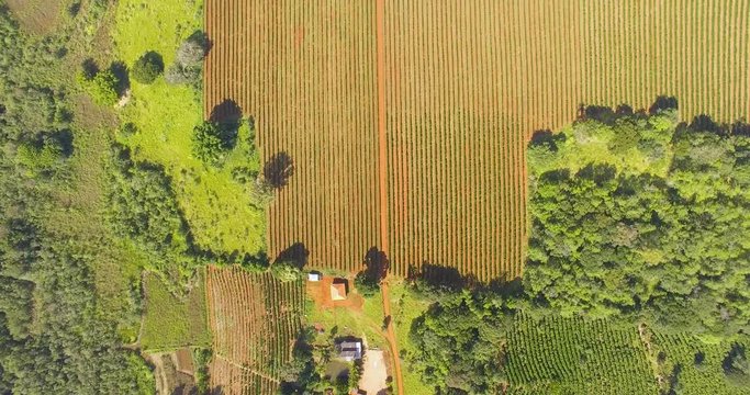 Top-down aerial view of parallel crop rows divided by dirt tracks and bordered by trees