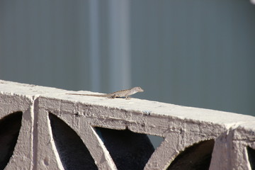 s&uuml;&szlig;er Gekko in der Sonne auf einer kleinen Mauer
