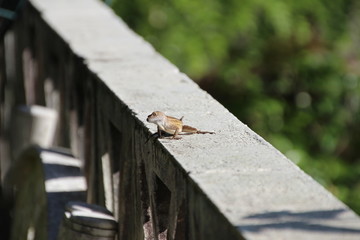 süßer Gekko in der Sonne auf einer kleinen Mauer