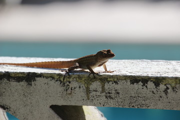 süßer Gekko in der Sonne auf einer kleinen Mauer