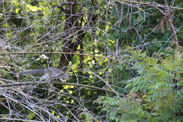 Eichhörnchen im Baum